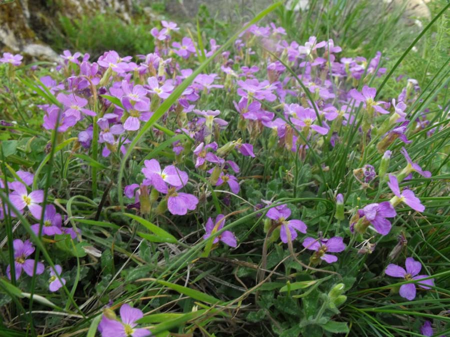 Brassicacea rupicola dal Gargano - Aubrieta cfr.columnae